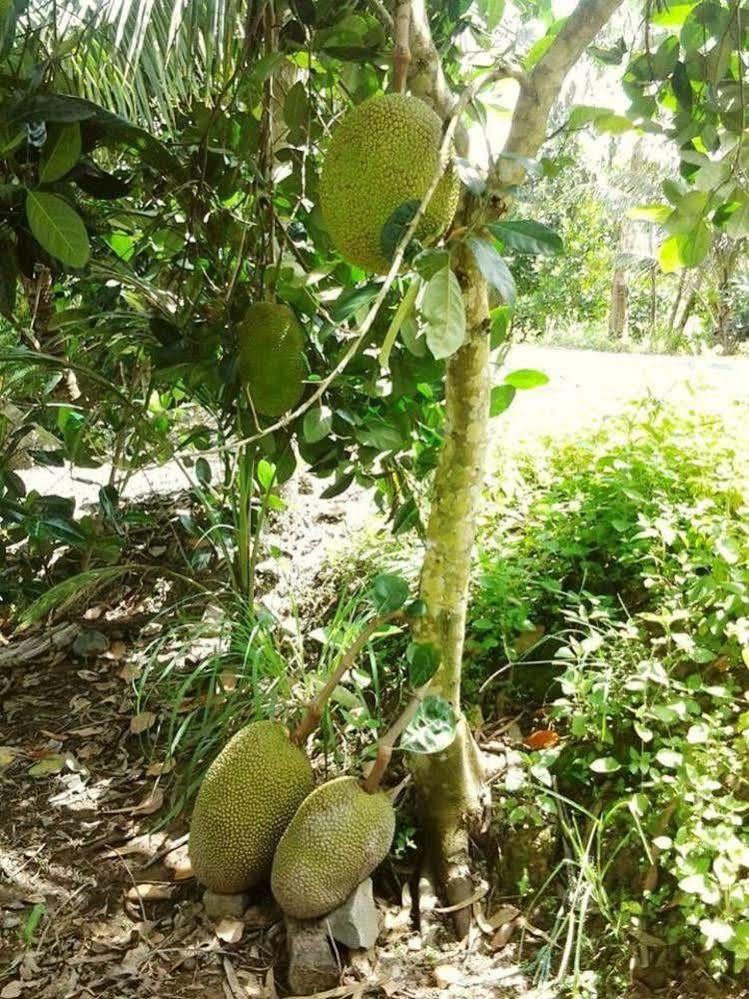 Green Village Homestay Cần Thơ Kültér fotó