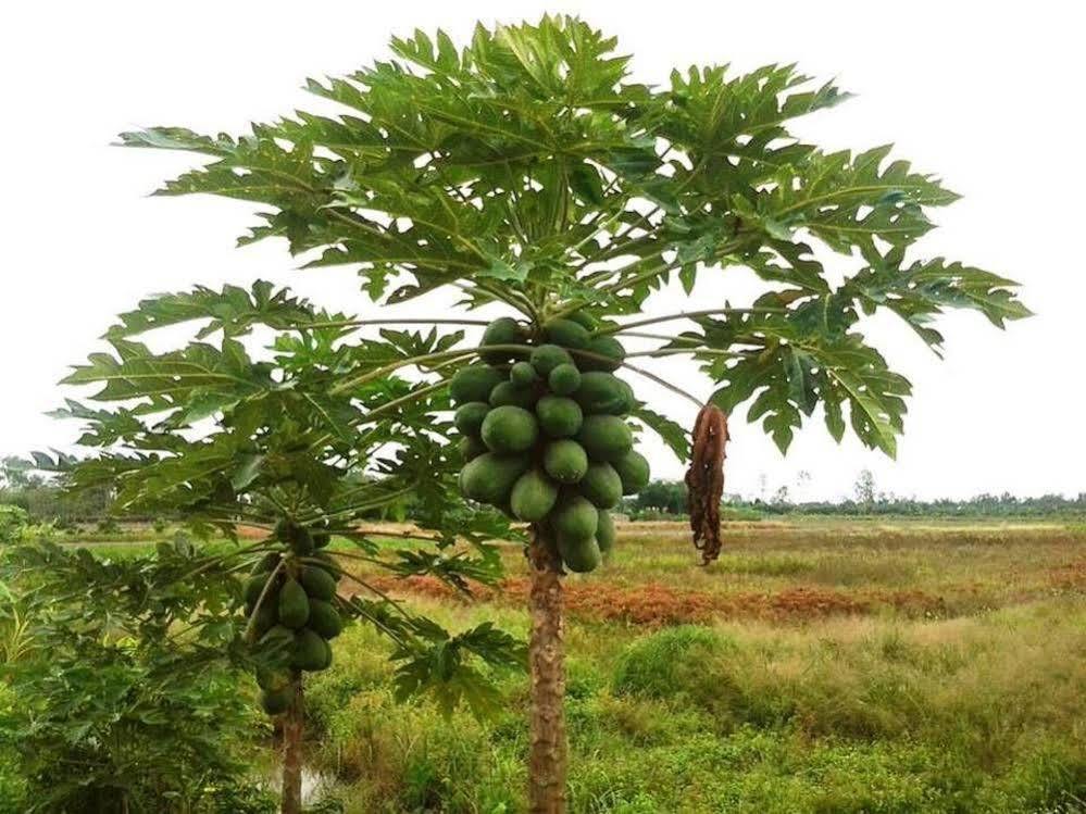 Green Village Homestay Cần Thơ Kültér fotó